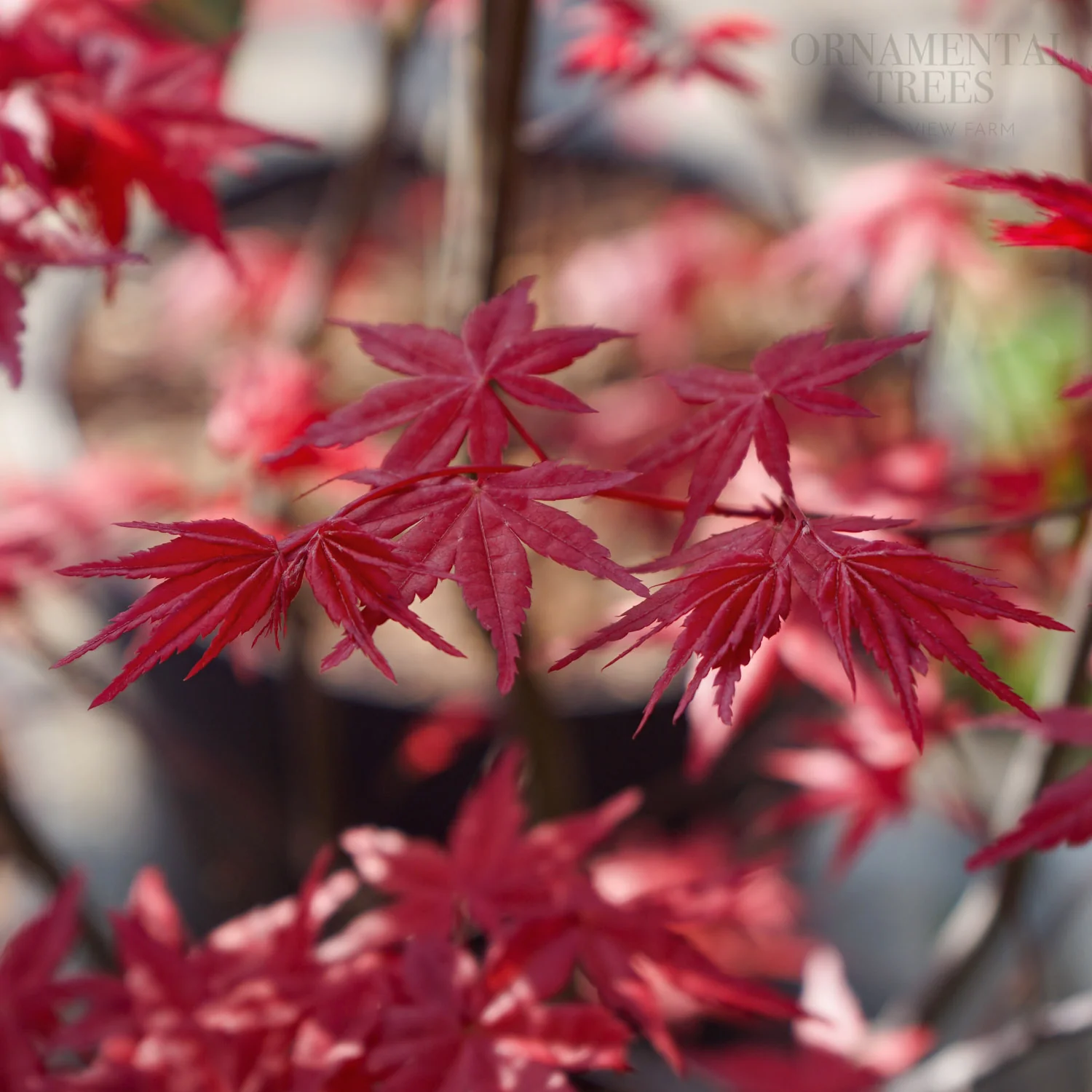 Acer palmatum 'Beni Maiko' Tree - Image 3