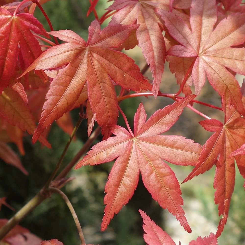 Acer palmatum 'Beni Maiko' Tree - Image 4