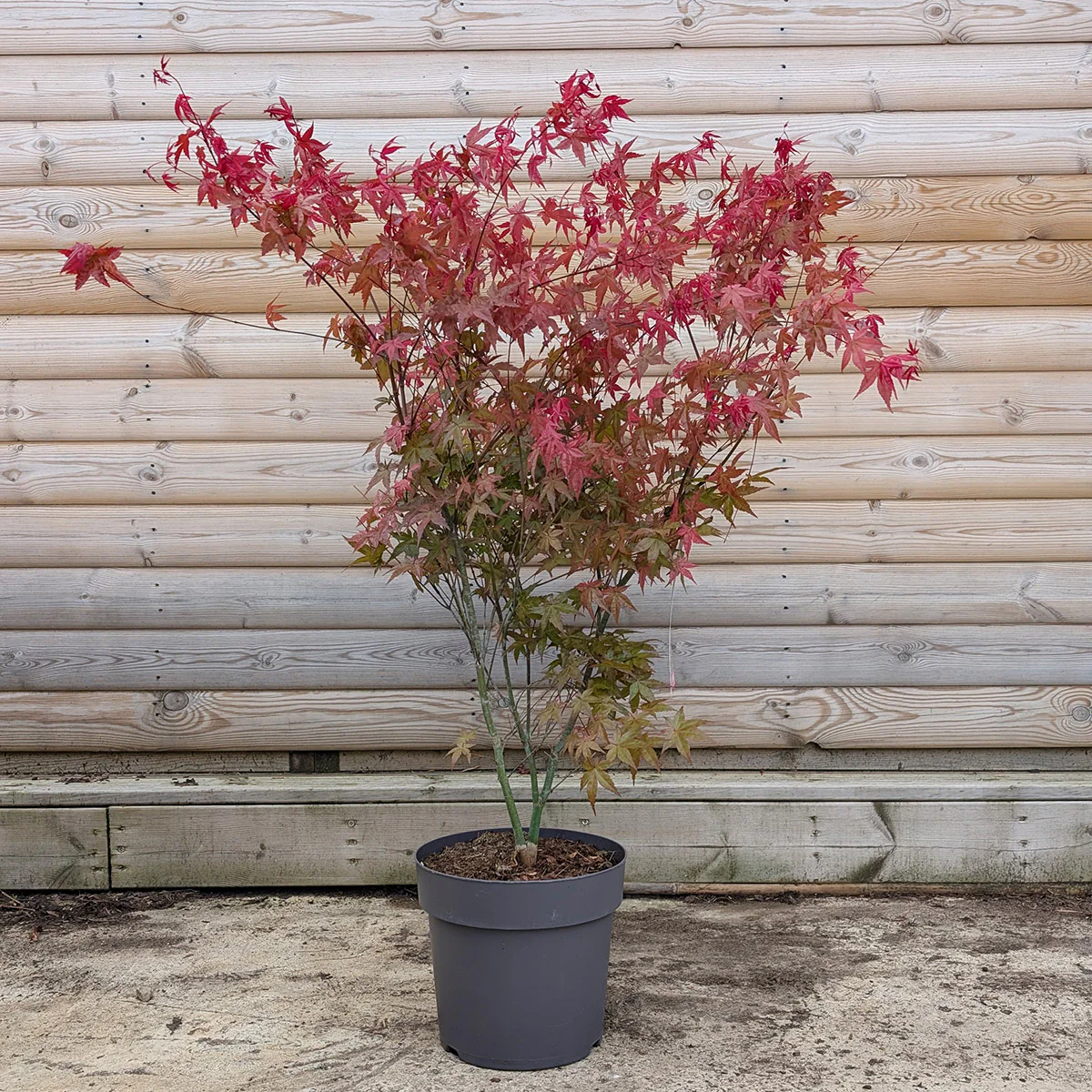 Acer palmatum 'Beni Maiko' Tree - Image 5