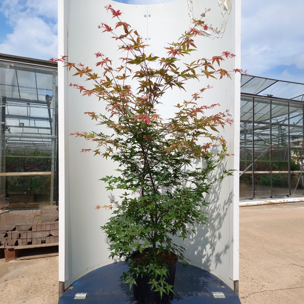 Acer palmatum 'Beni Maiko' Tree - Image 6