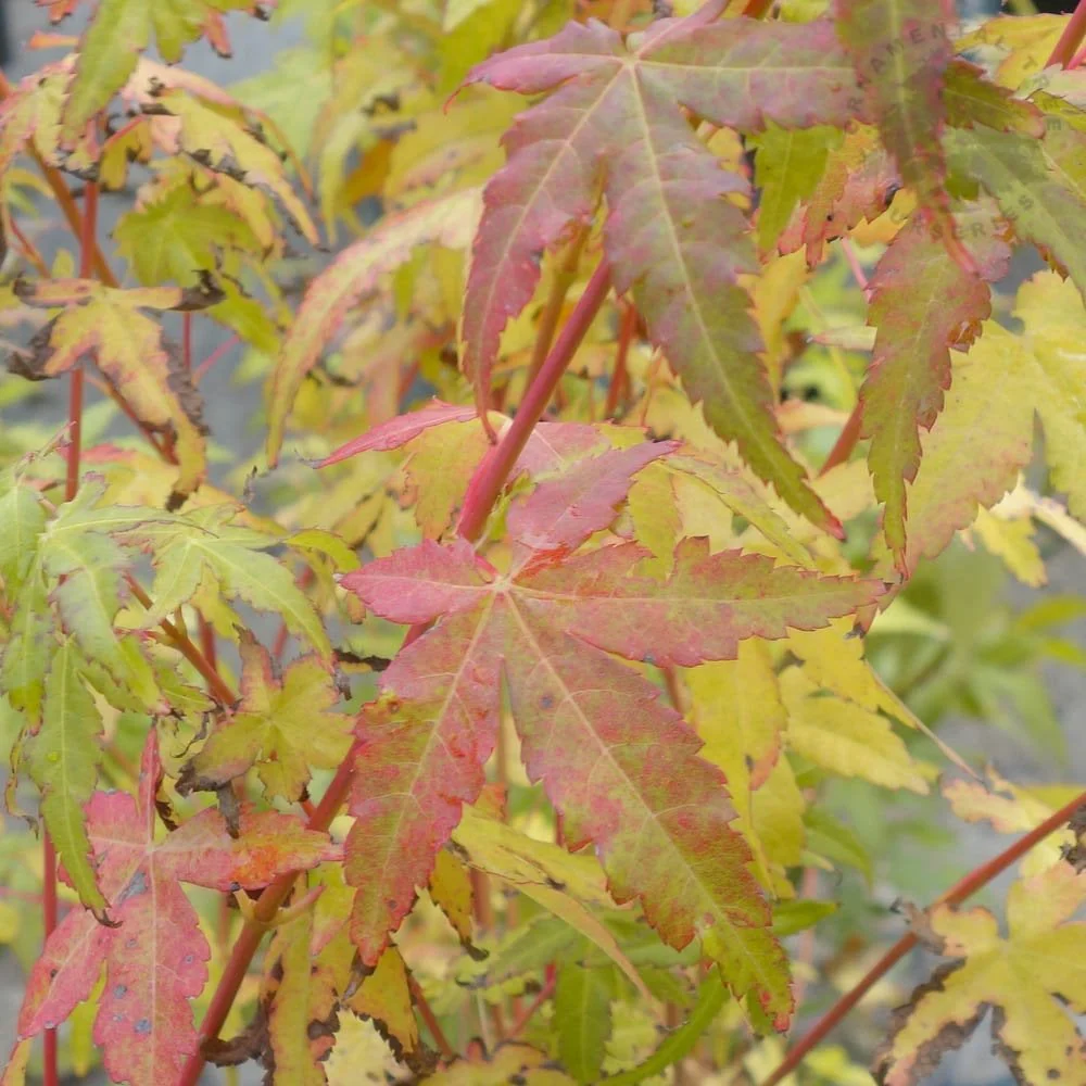 Acer palmatum 'Bi Ho' Tree