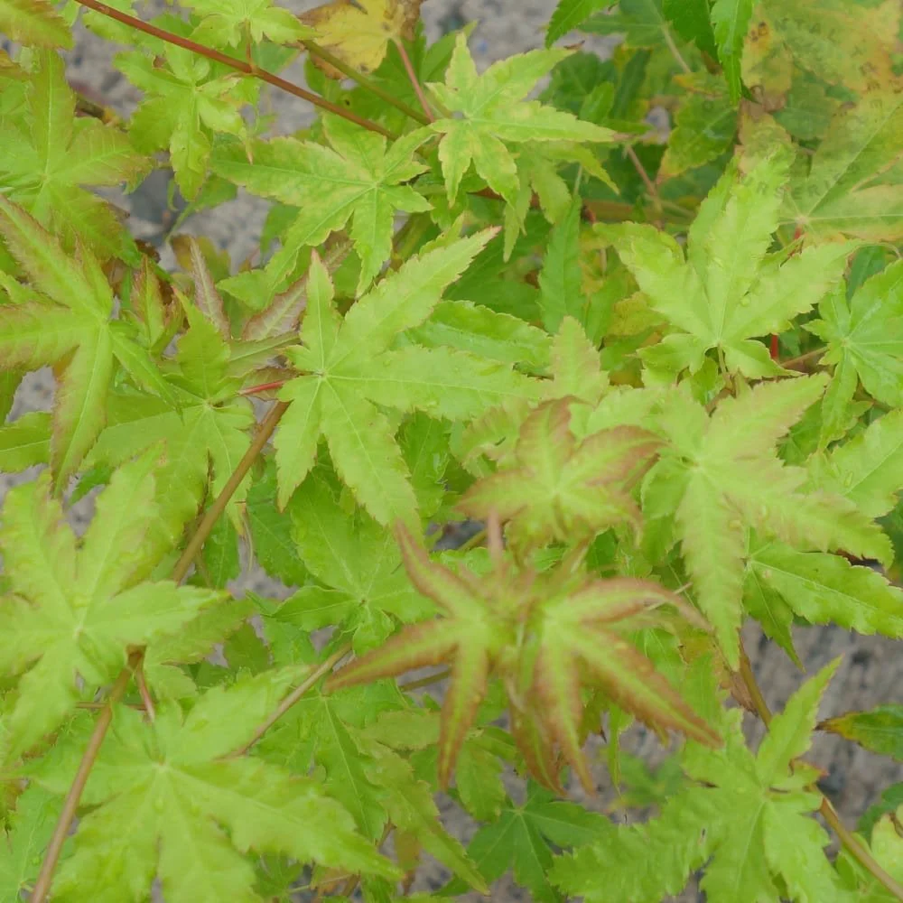 Acer palmatum 'Bi Ho' Tree - Image 3