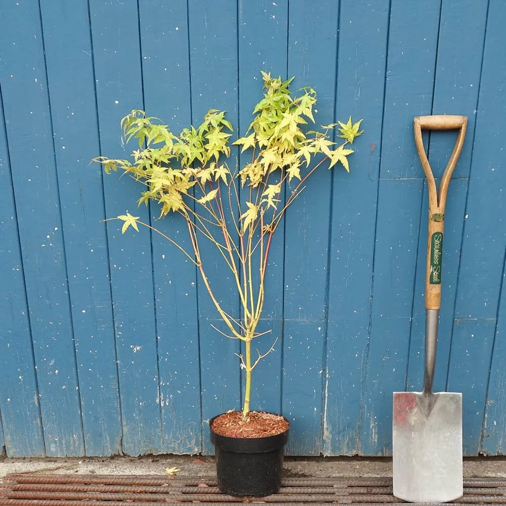 Acer palmatum 'Bi Ho' Tree - Image 4