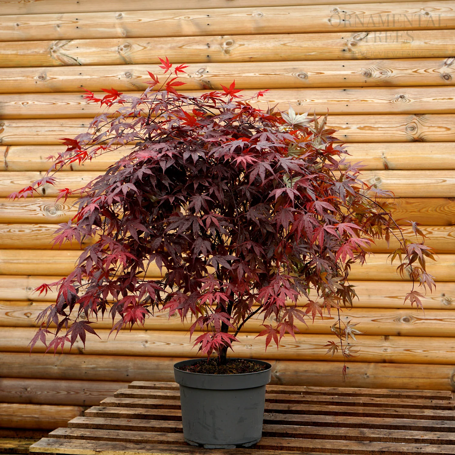 Acer palmatum 'Bloodgood' Tree - Image 3