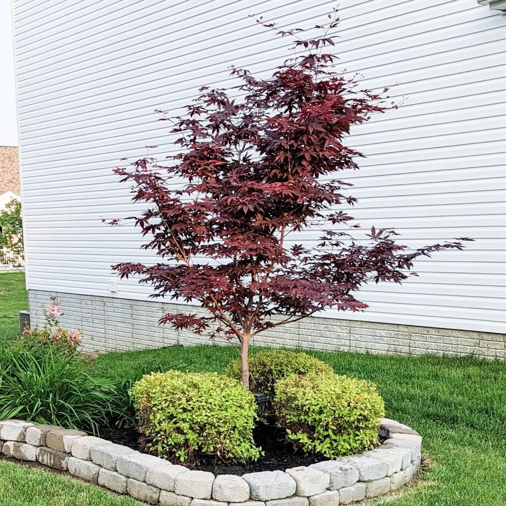 Acer palmatum 'Bloodgood' Tree - Image 4