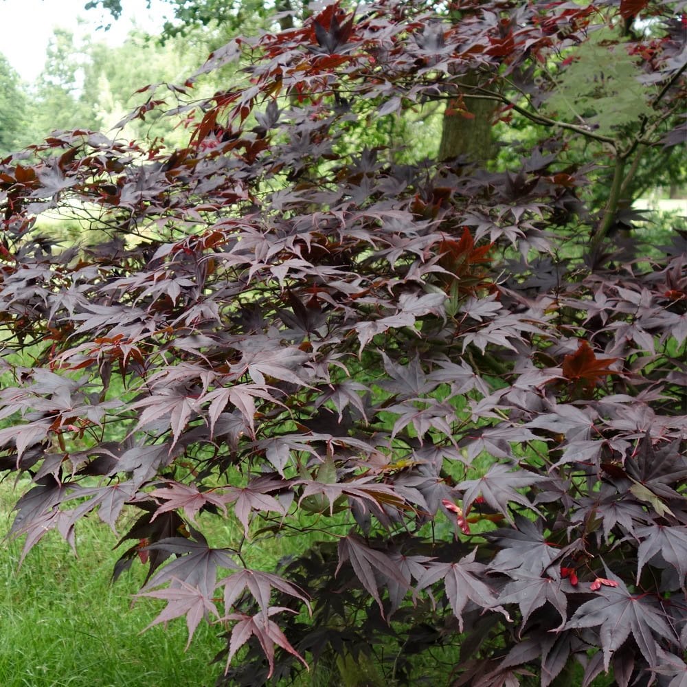 Acer palmatum 'Bloodgood' Tree - Image 5