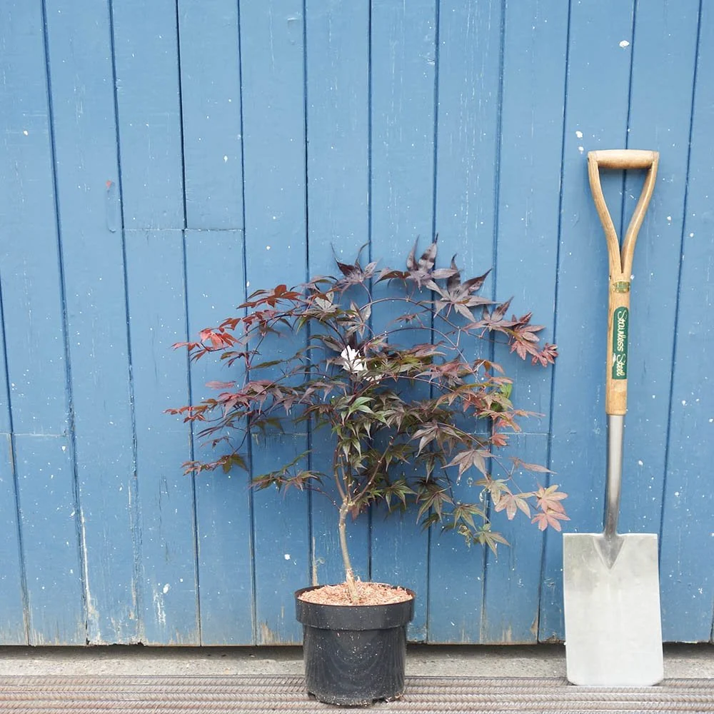 Acer palmatum 'Bloodgood' Tree - Image 6