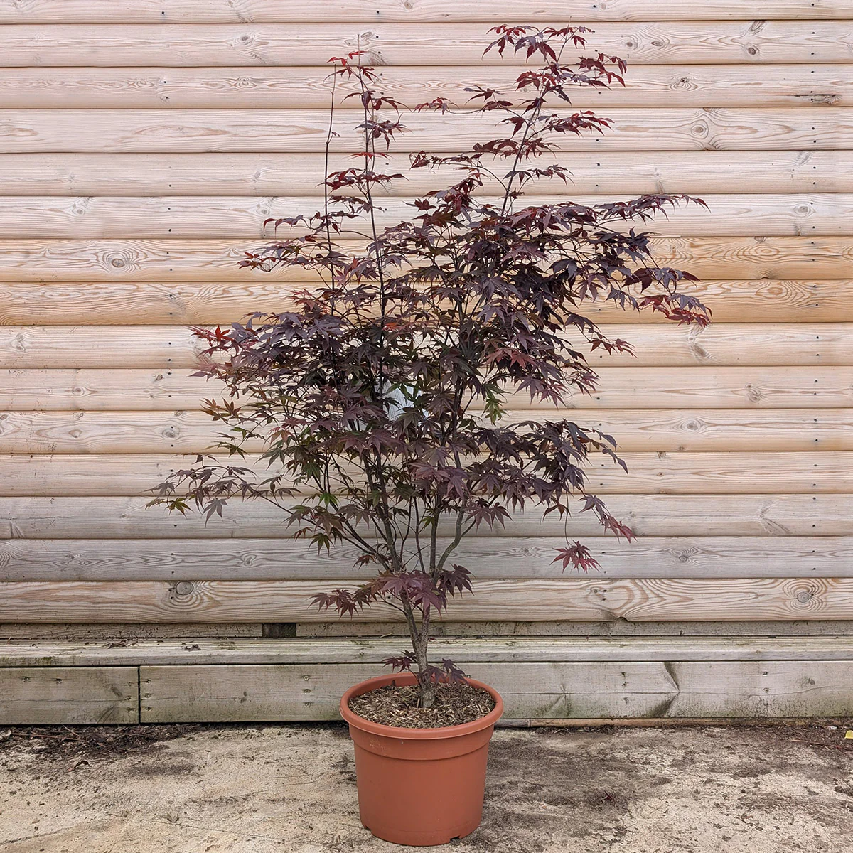 Acer palmatum 'Bloodgood' Tree - Image 7