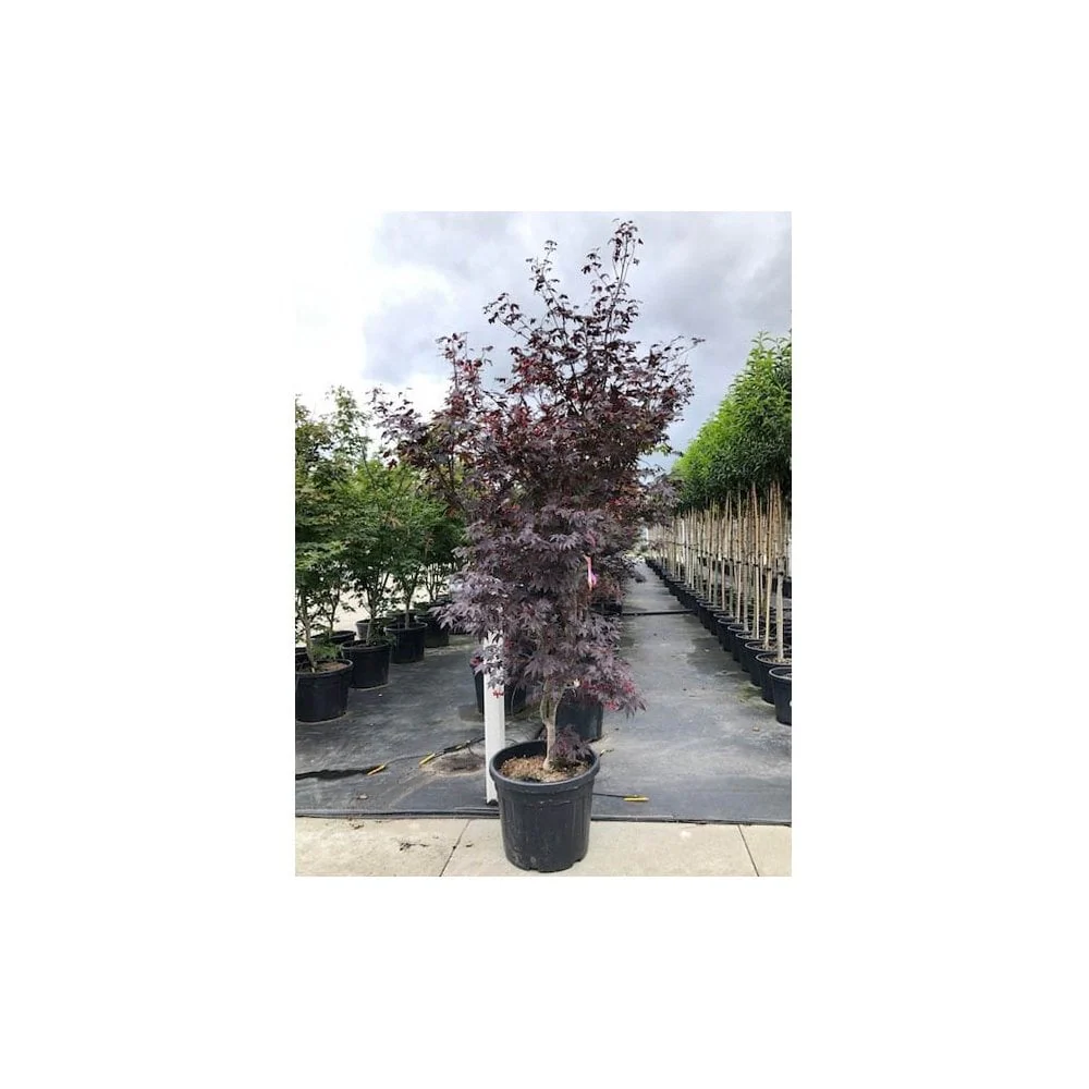 Acer palmatum 'Bloodgood' Tree - Image 8