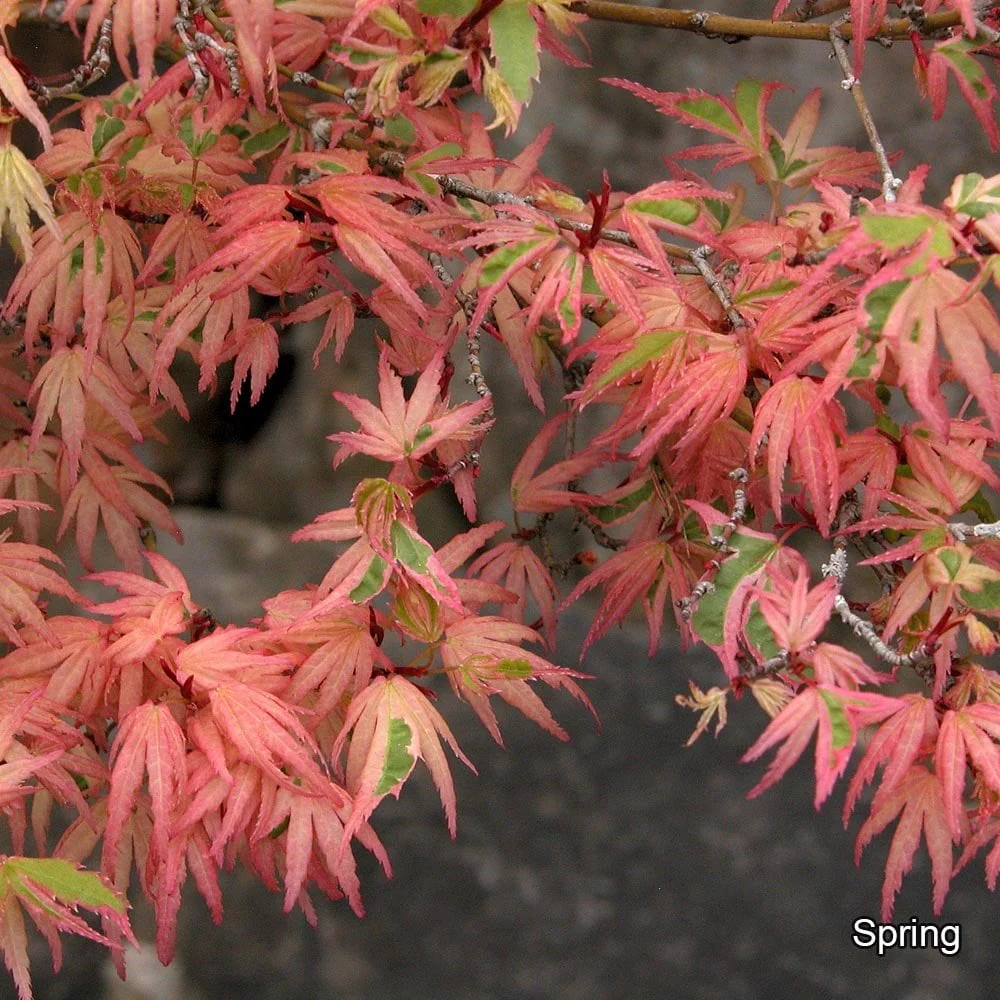 Acer palmatum 'Butterfly' Tree - Image 2