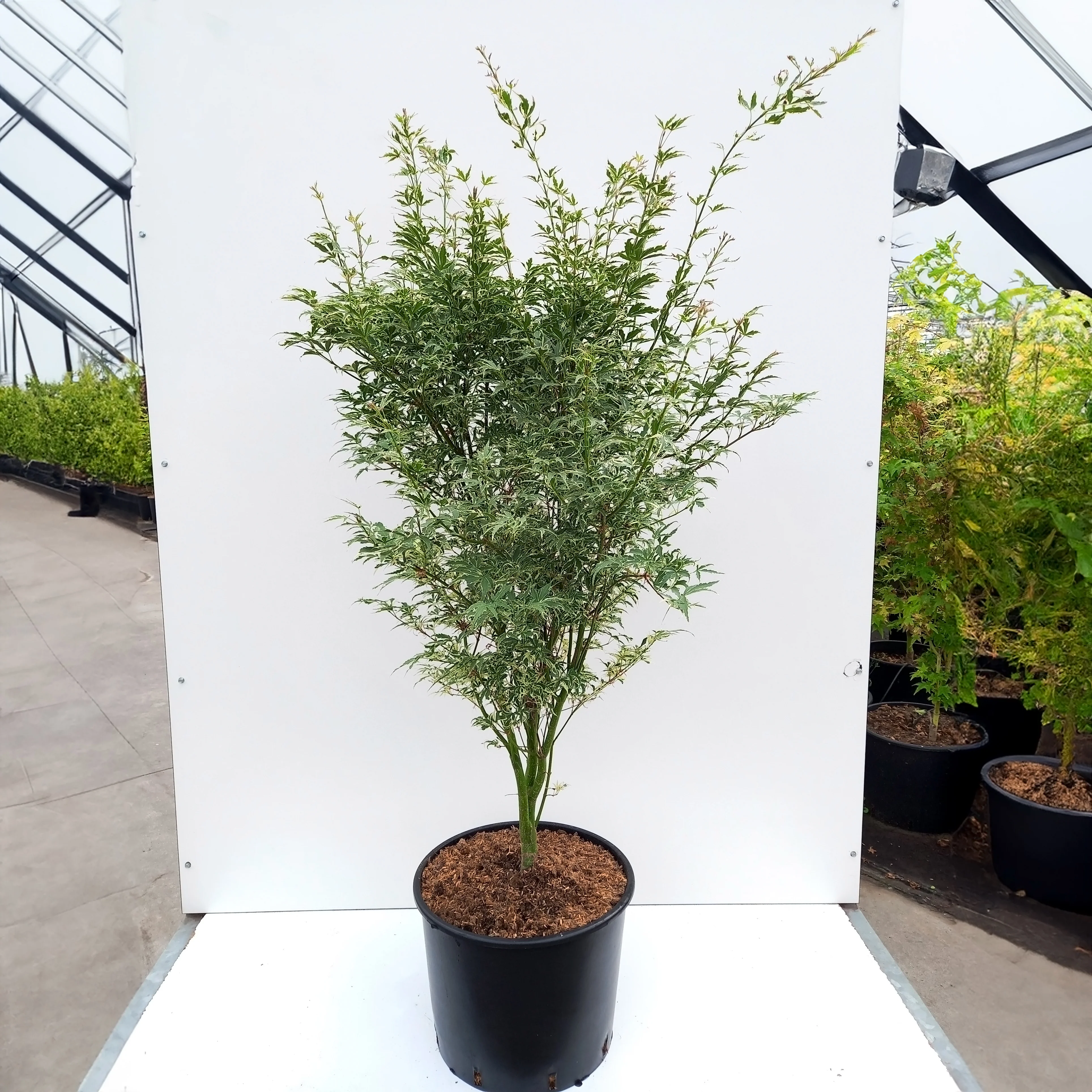 Acer palmatum 'Butterfly' Tree - Image 3