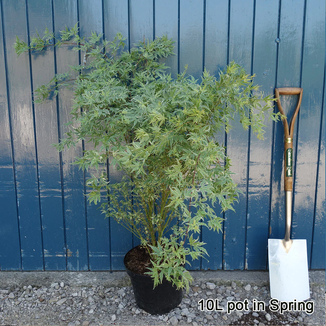 Acer palmatum 'Butterfly' Tree - Image 4