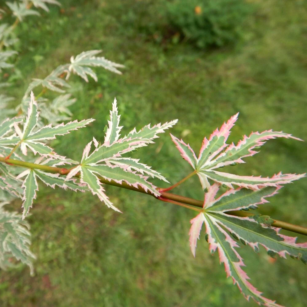Acer palmatum 'Butterfly' Tree - Image 5
