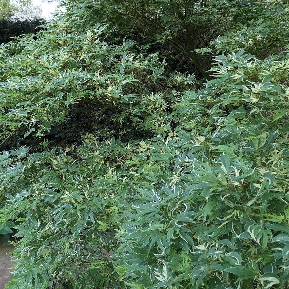 Acer palmatum 'Butterfly' Tree - Image 6