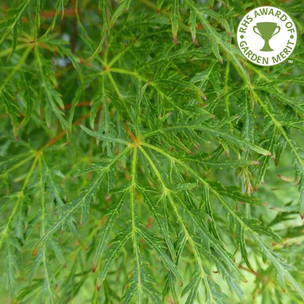 Acer palmatum dissectum 'Emerald Lace' Tree