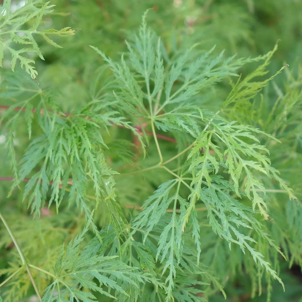 Acer palmatum dissectum 'Emerald Lace' Tree - Image 2