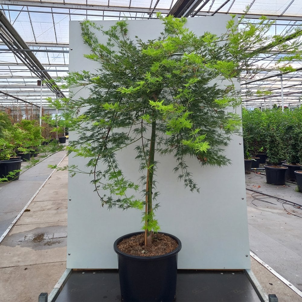 Acer palmatum dissectum 'Emerald Lace' Tree - Image 5