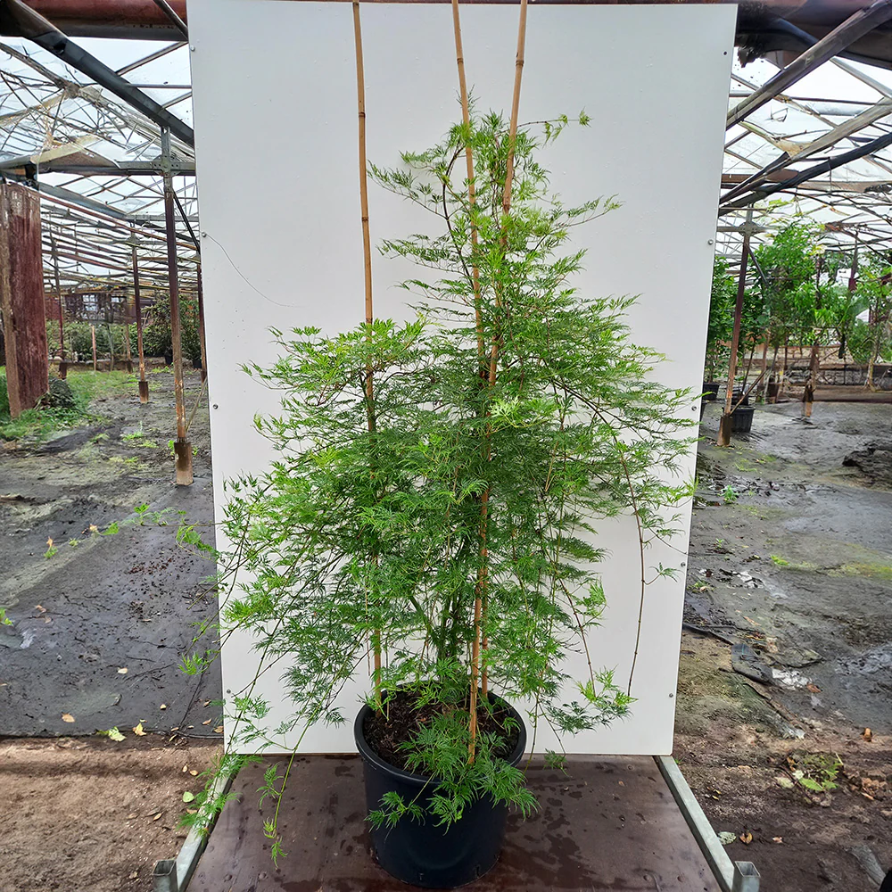 Acer palmatum dissectum 'Emerald Lace' Tree - Image 6