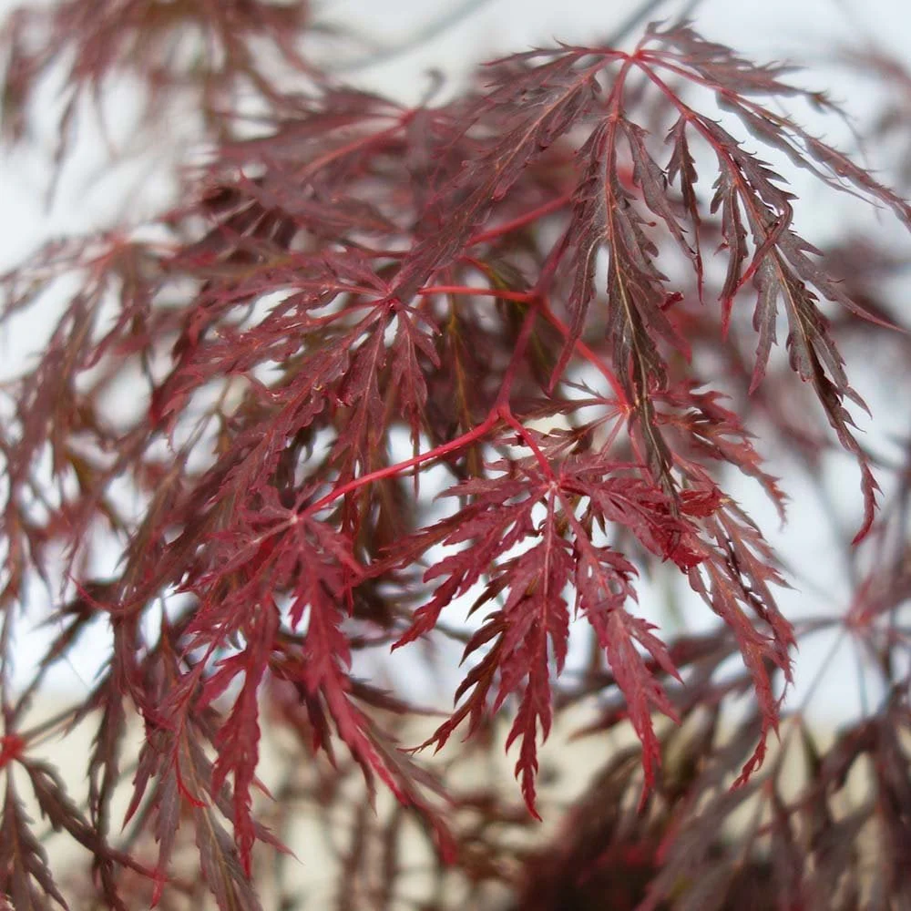 Acer palmatum dissectum 'Ever Red' Tree - Image 3