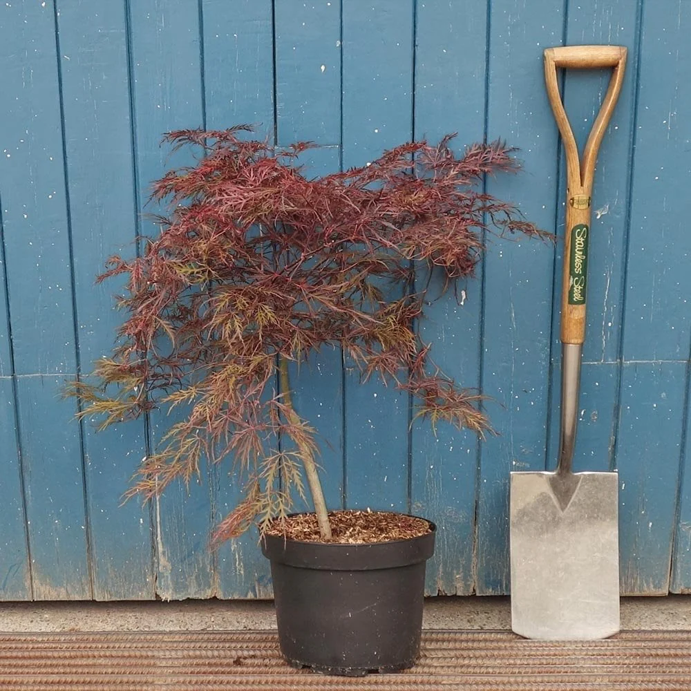Acer palmatum dissectum 'Ever Red' Tree - Image 4