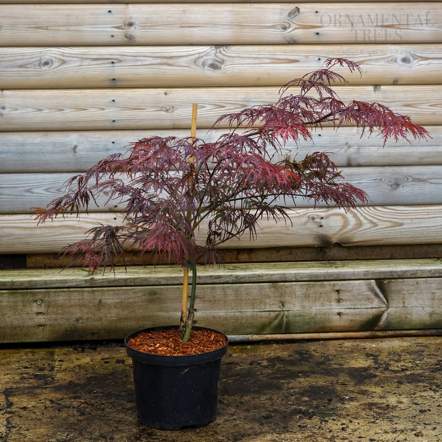 Acer palmatum dissectum 'Ever Red' Tree - Image 5