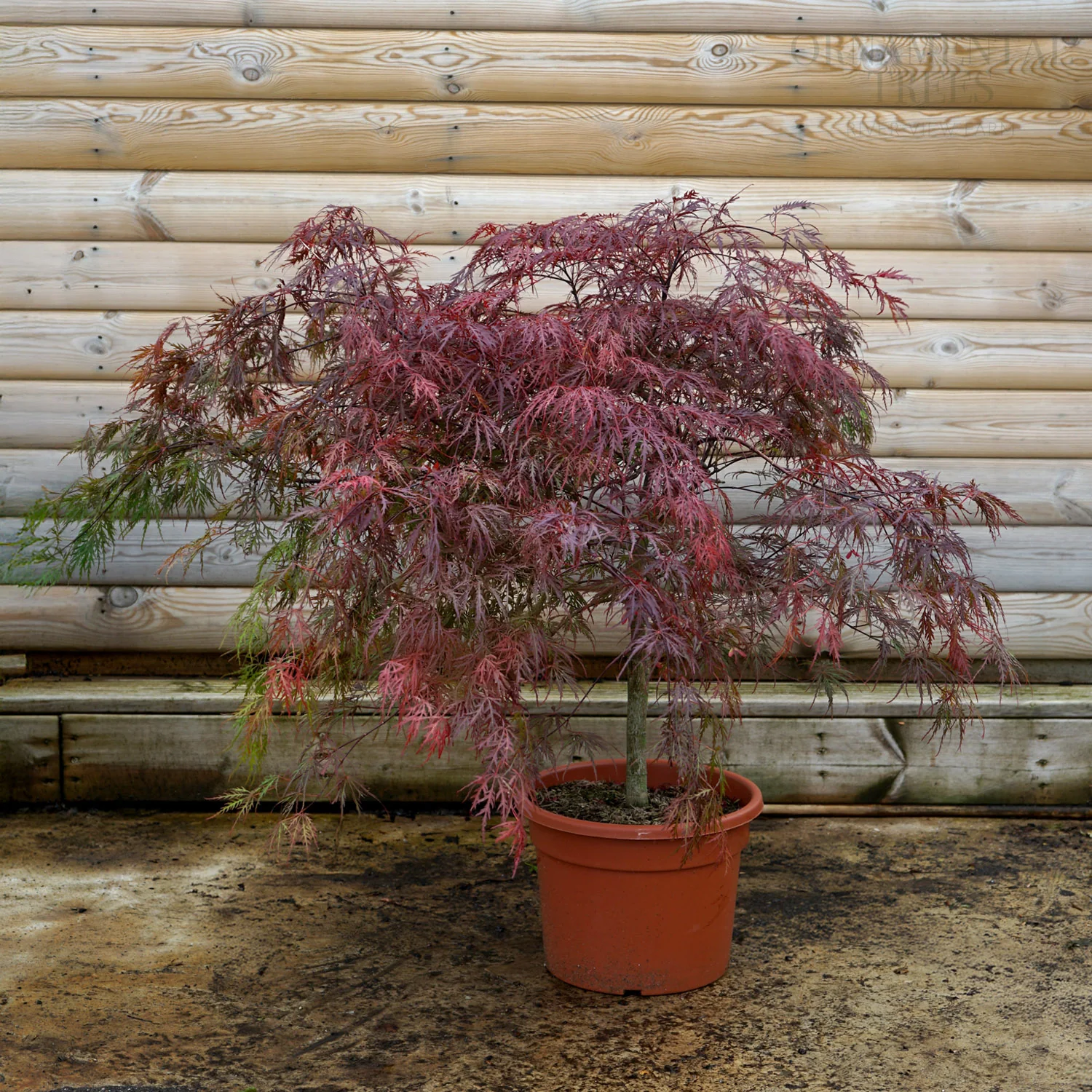 Acer palmatum dissectum 'Ever Red' Tree - Image 6