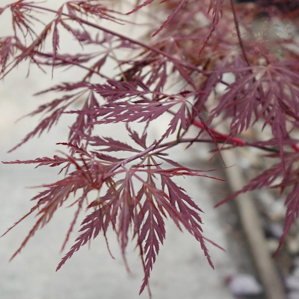 Acer palmatum dissectum 'Firecracker' Tree