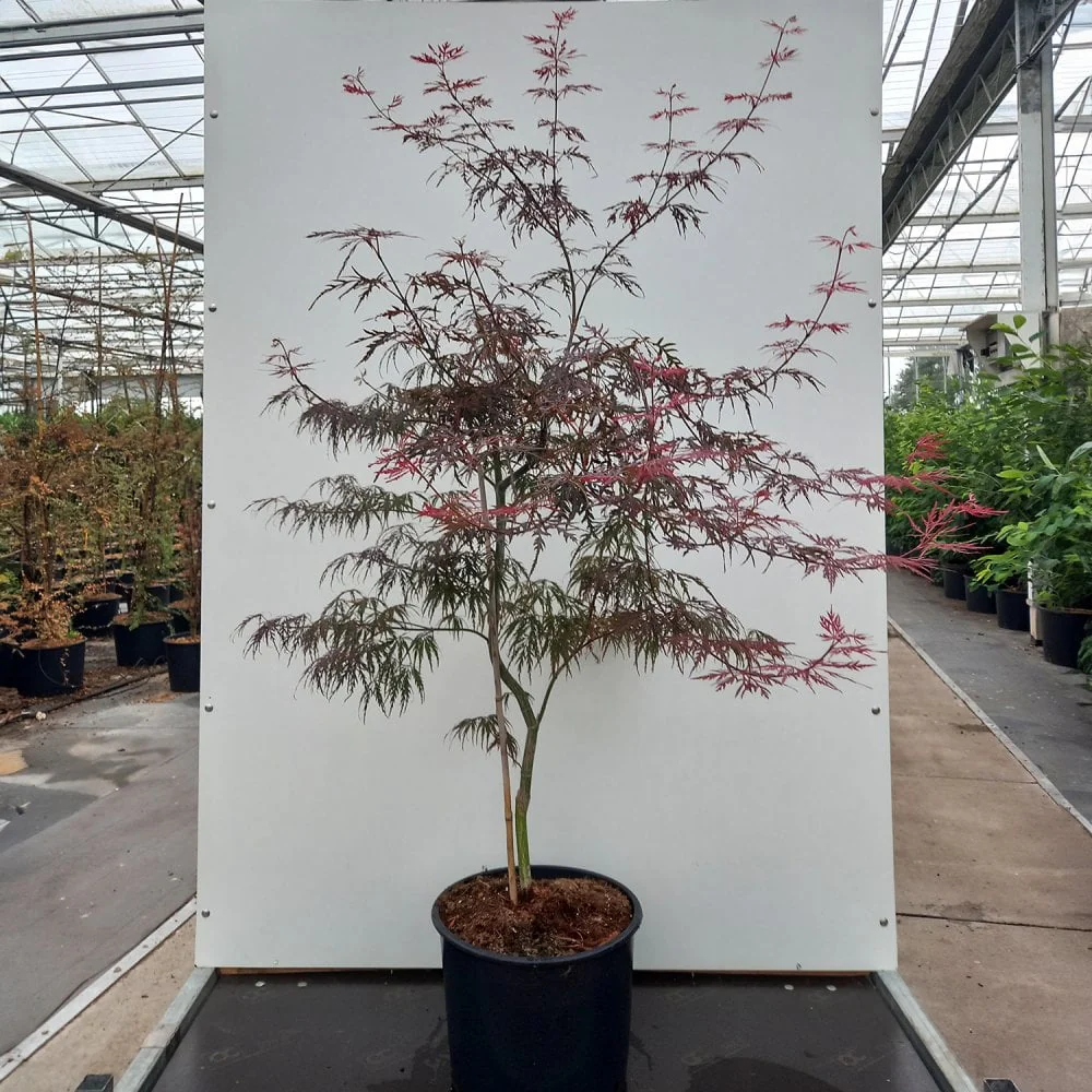 Acer palmatum dissectum 'Firecracker' Tree - Image 2