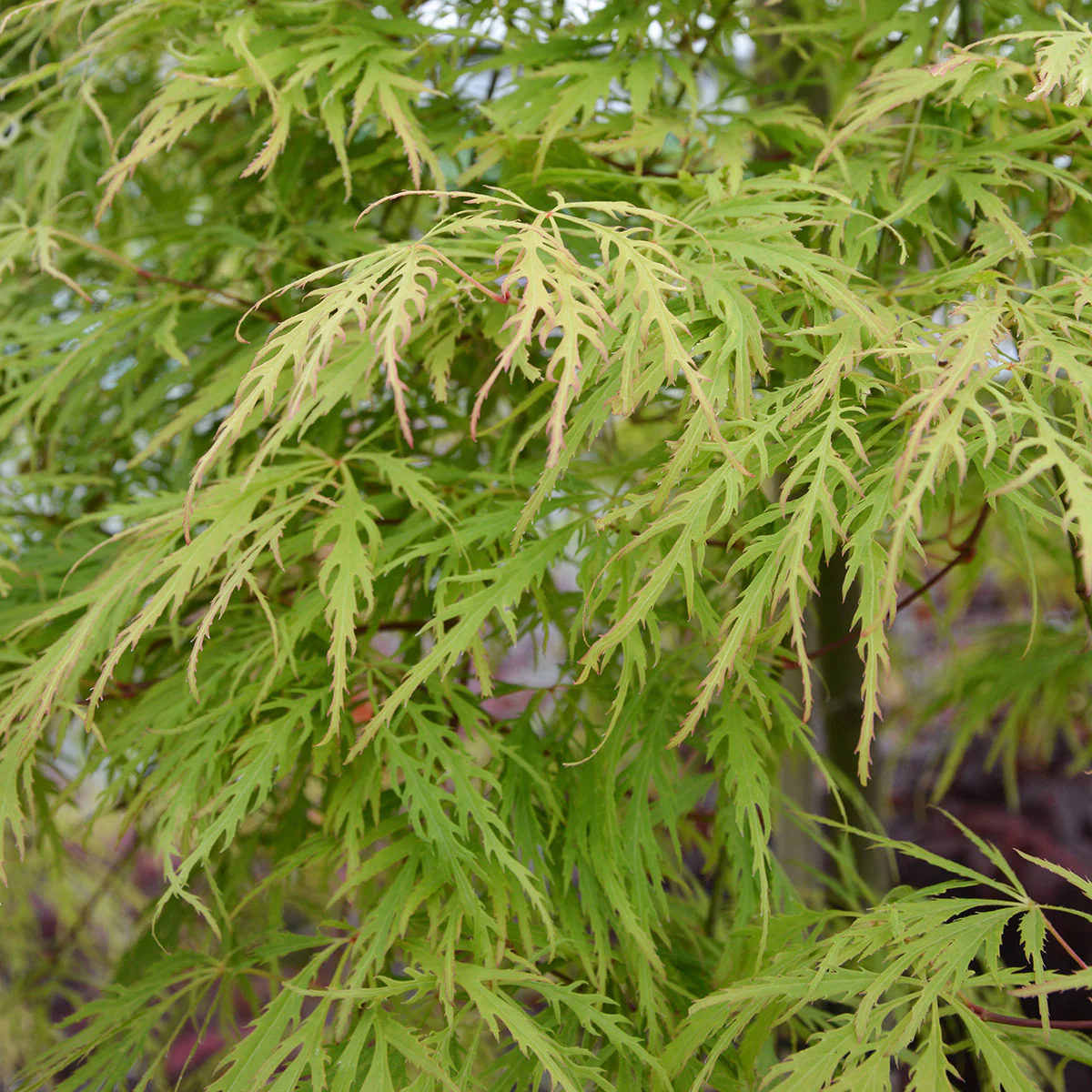Acer palmatum 'Dissectum Flavescens'
