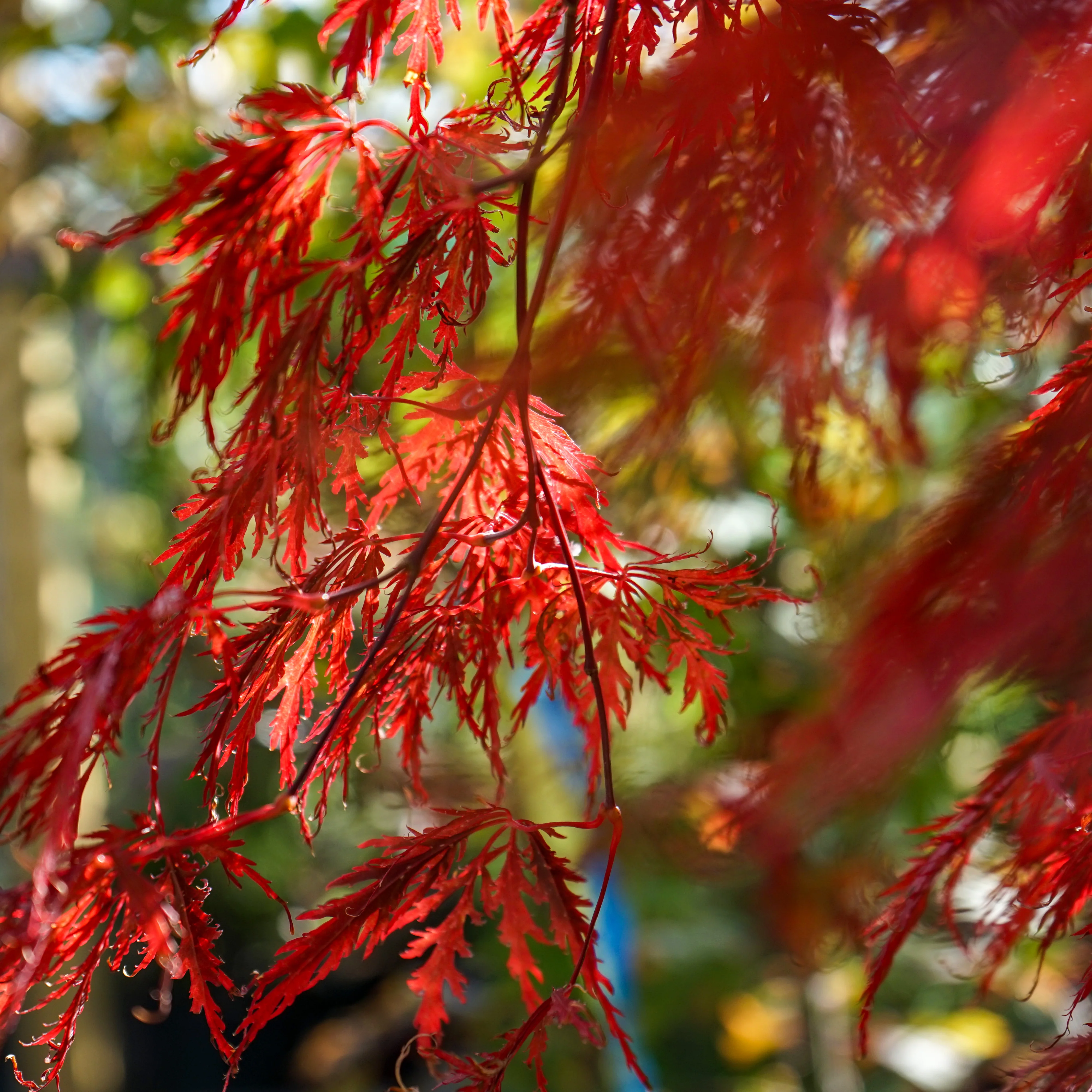 Acer palmatum dissectum 'Garnet' Tree - Image 3