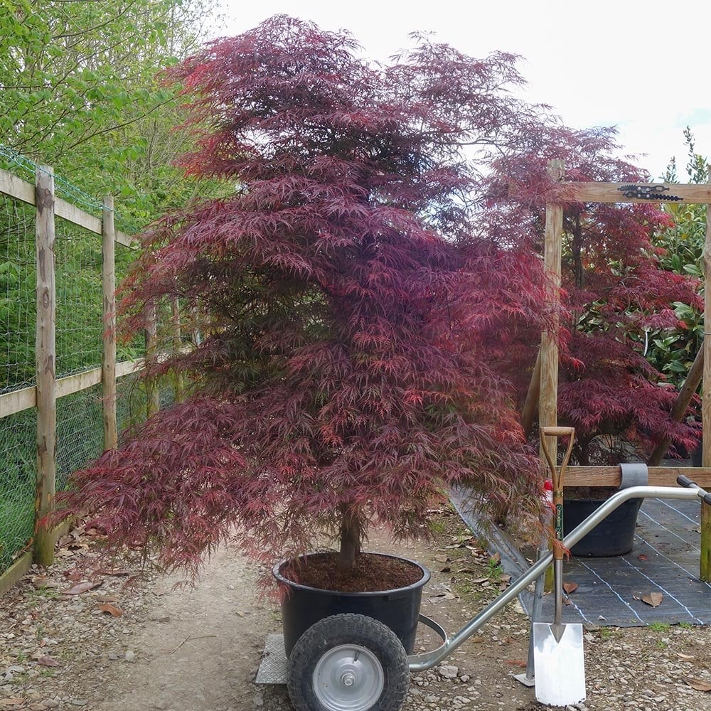 Acer palmatum dissectum 'Garnet' Tree - Image 4