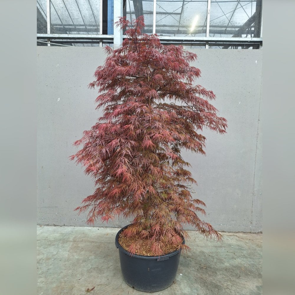 Acer palmatum dissectum 'Garnet' Tree - Image 5