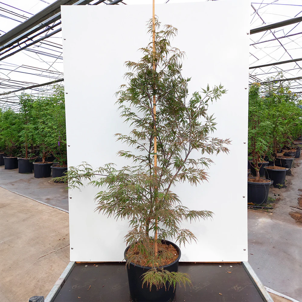 Acer palmatum dissectum 'Garnet' Tree - Image 6