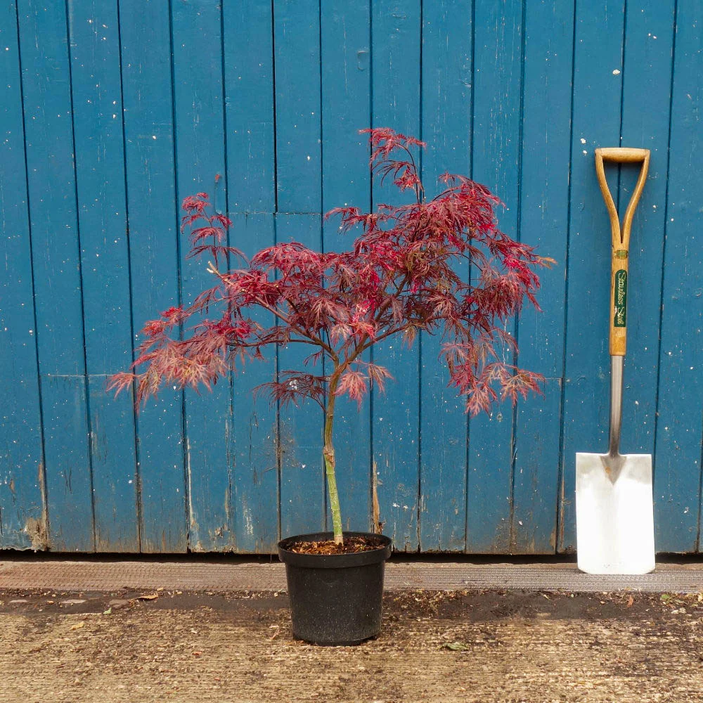 Acer palmatum dissectum 'Garnet' Tree - Image 7