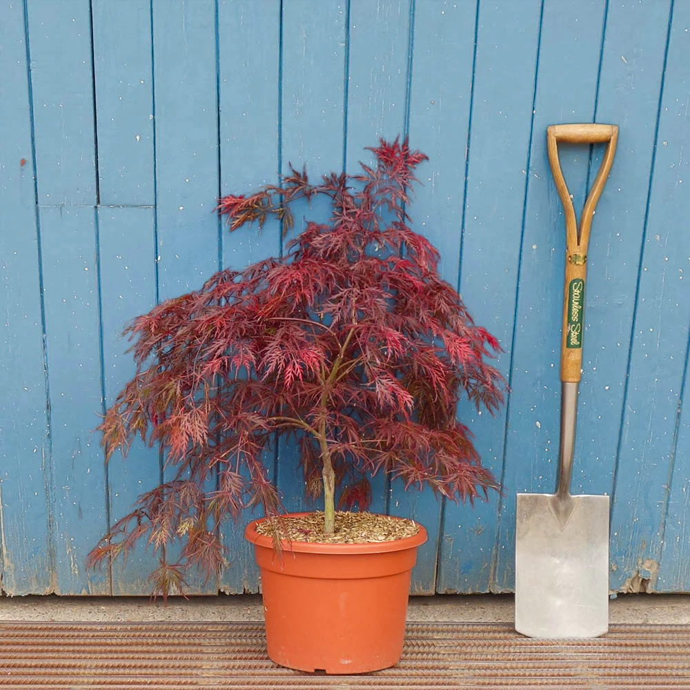 Acer palmatum dissectum 'Garnet' Tree - Image 8