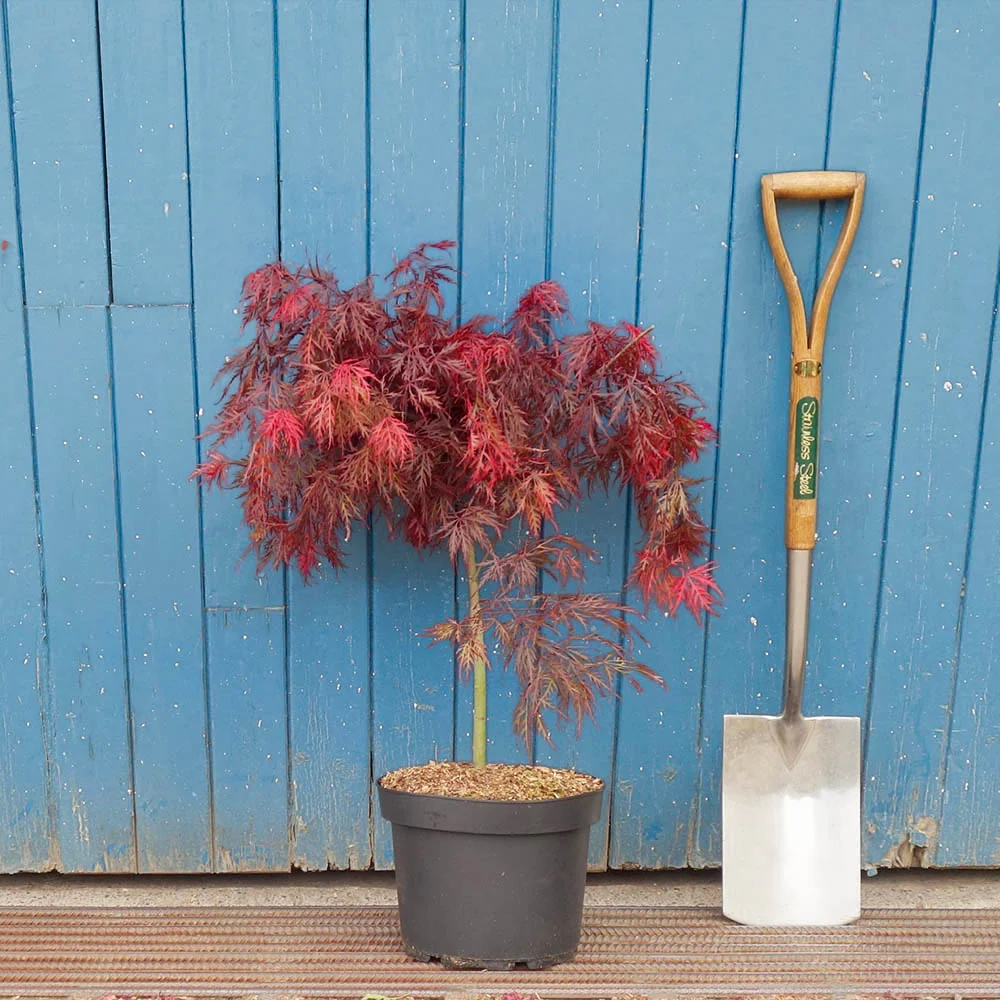 Acer palmatum dissectum 'Garnet' Tree - Image 9