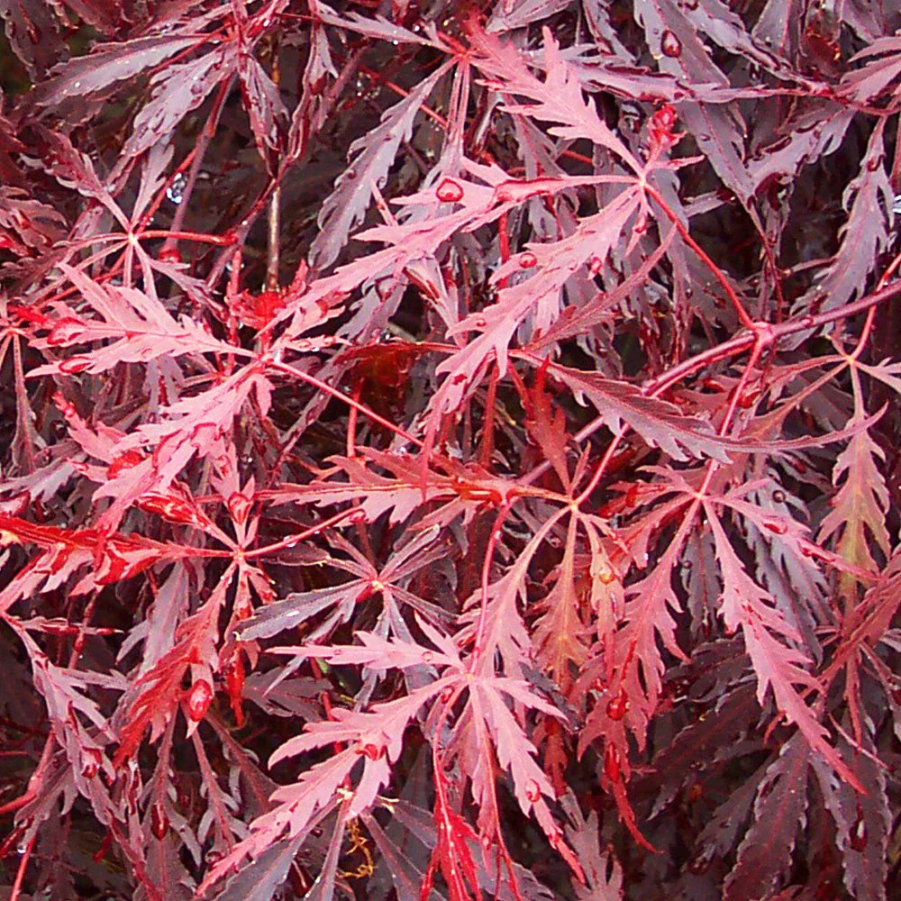 Acer palmatum dissectum 'Tamukeyama' Tree