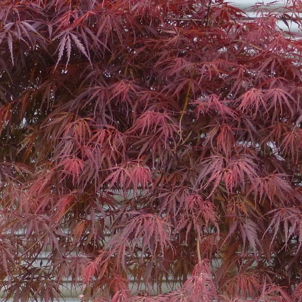 Acer palmatum dissectum 'Tamukeyama' Tree - Image 2