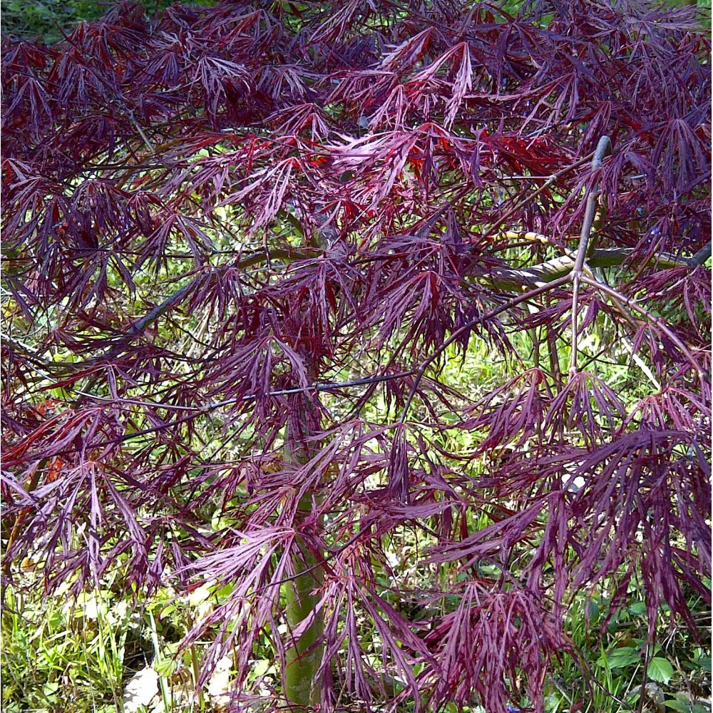 Acer palmatum dissectum 'Tamukeyama' Tree - Image 3