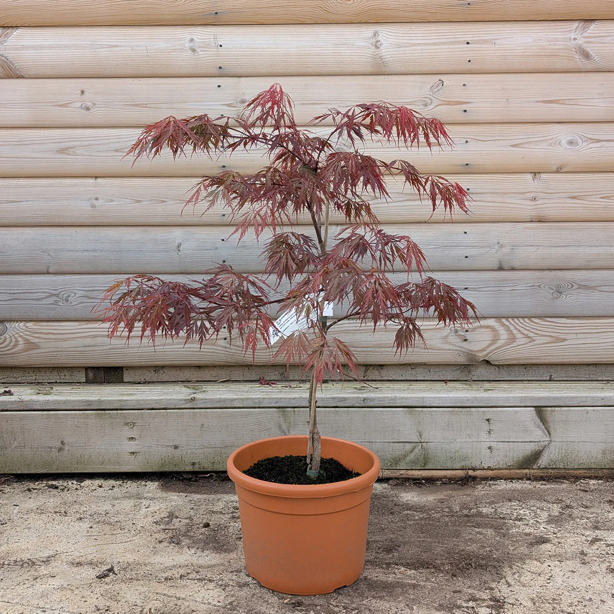 Acer palmatum dissectum 'Tamukeyama' Tree - Image 4