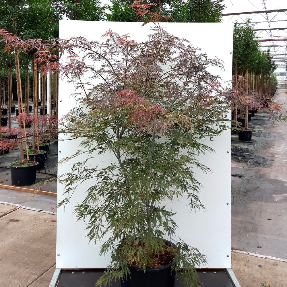 Acer palmatum dissectum 'Tamukeyama' Tree - Image 5