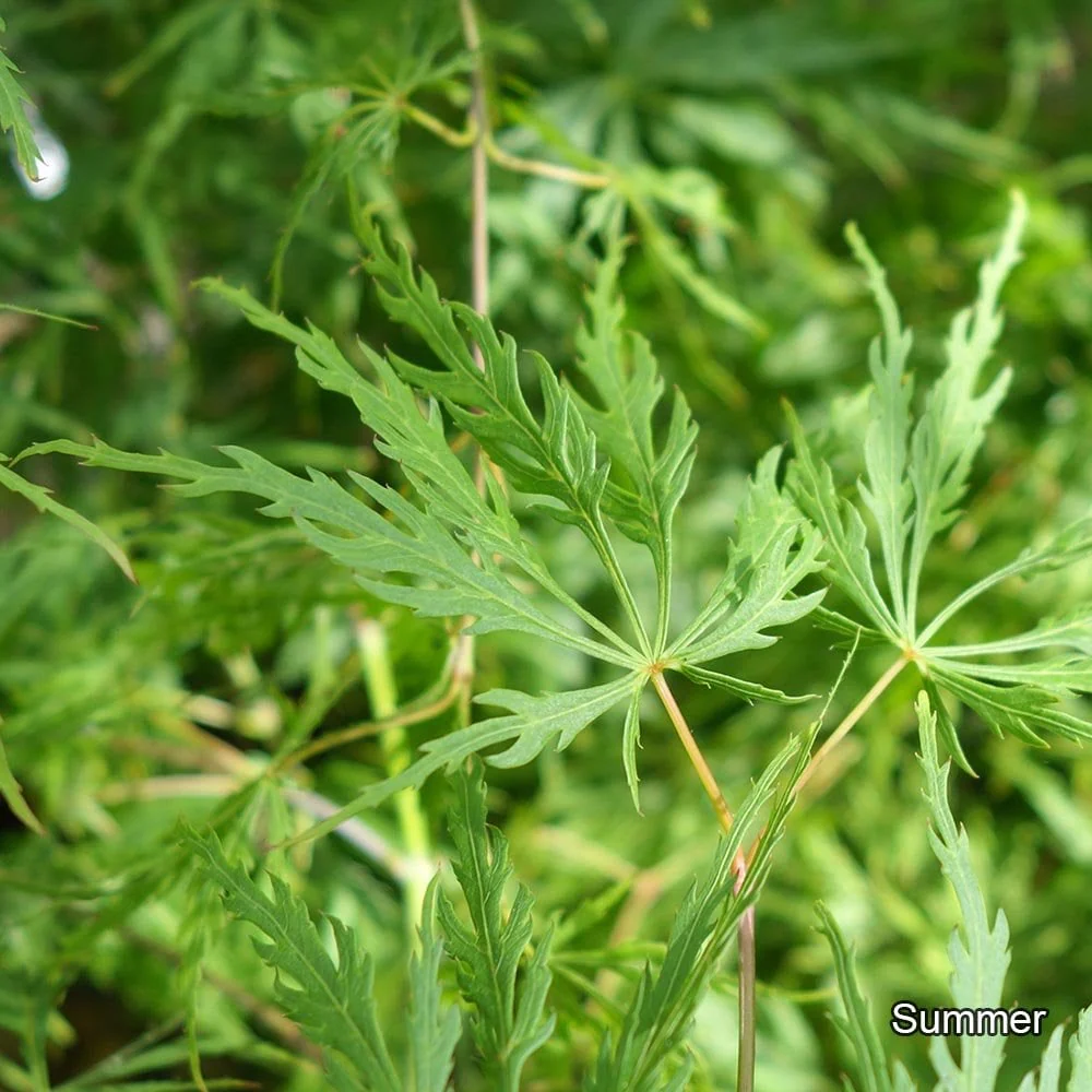 Acer palmatum Dissectum Tree - Image 3