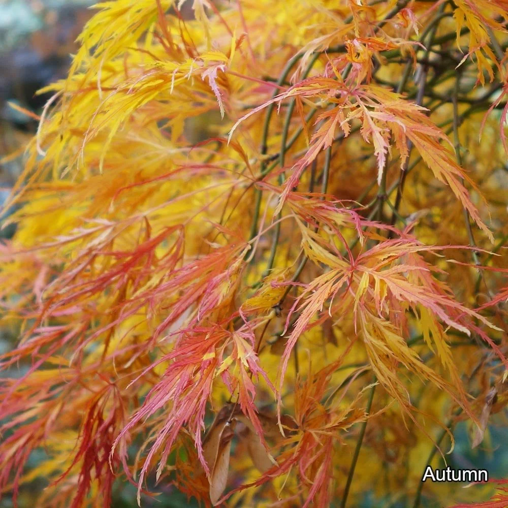 Acer palmatum Dissectum Tree - Image 4