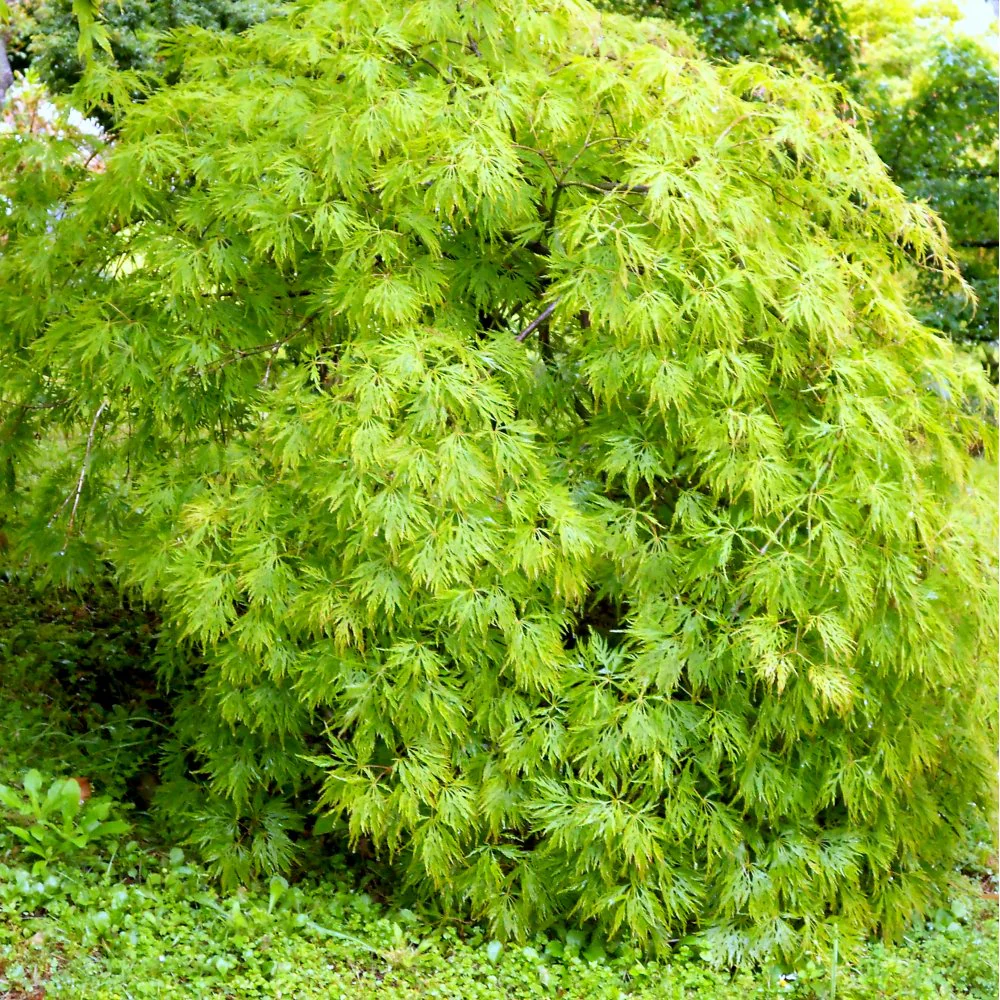Acer palmatum Dissectum Tree - Image 5