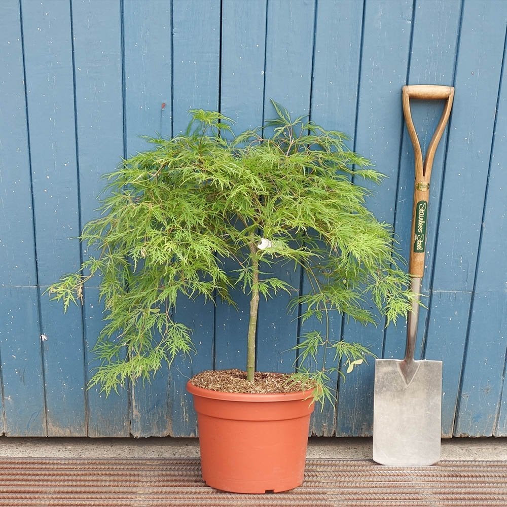 Acer palmatum Dissectum Tree - Image 6