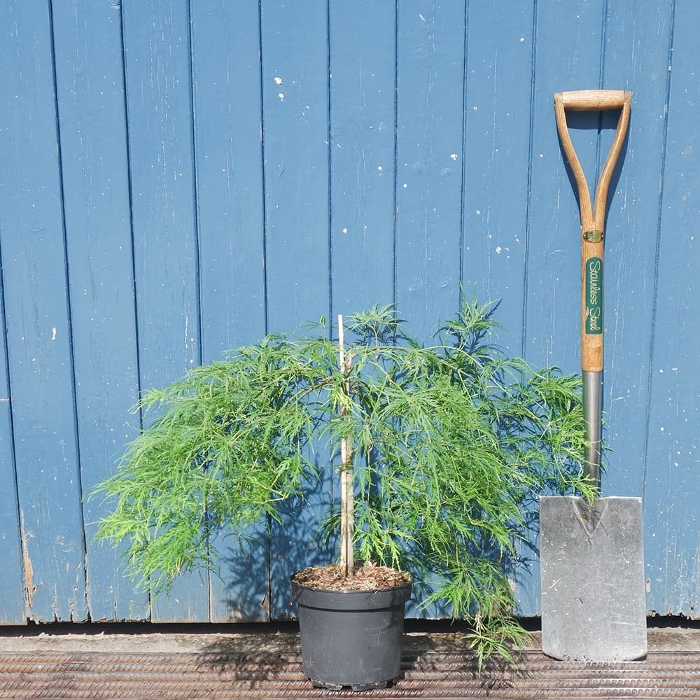 Acer palmatum Dissectum Tree - Image 7