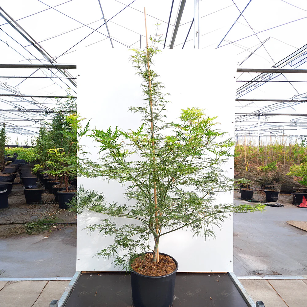 Acer palmatum Dissectum Tree - Image 8