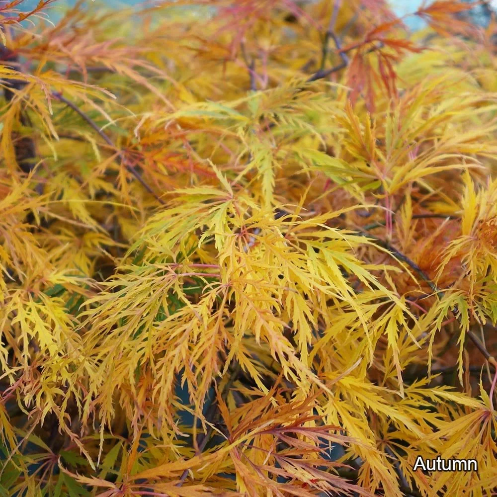 Acer palmatum Dissectum Viridis Tree - Image 3
