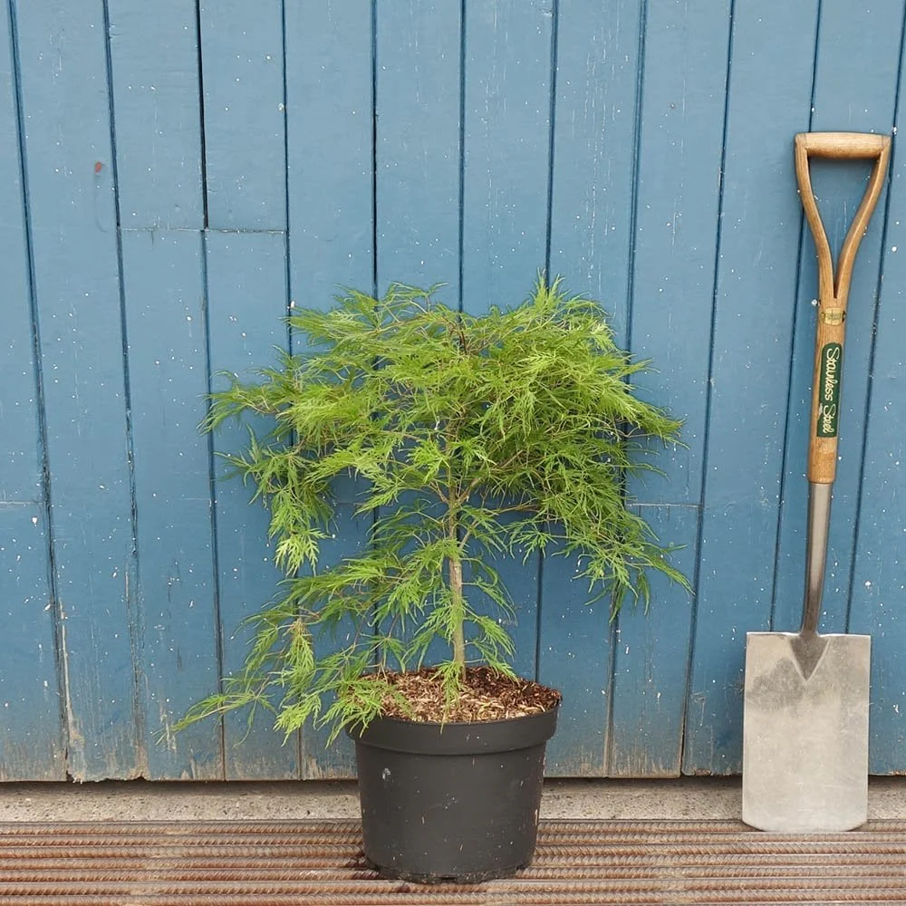 Acer palmatum Dissectum Viridis Tree - Image 4
