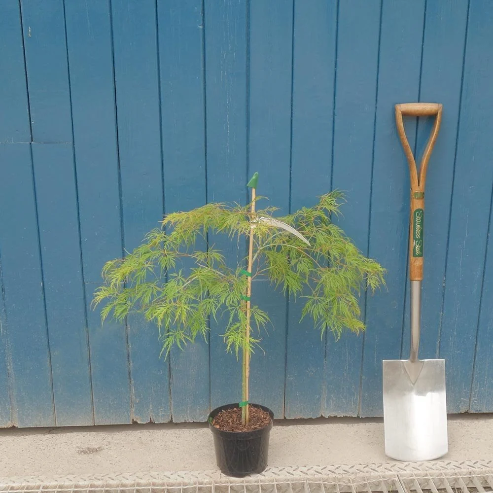 Acer palmatum Dissectum Viridis Tree - Image 5